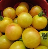 Bi-Color Cherry Tomato Seeds TM595-20_Base